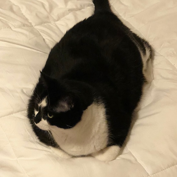 Meet your Posher, Ashley - Picture 2 of 2